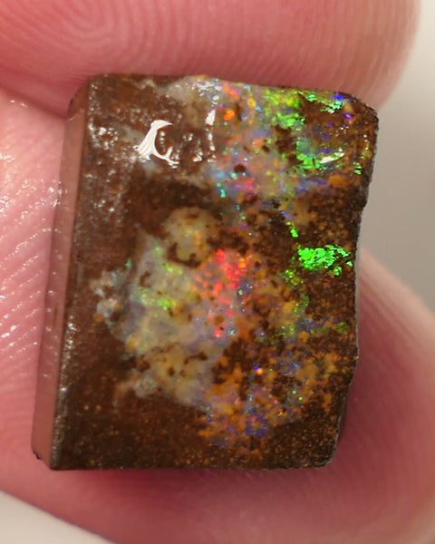 Queensland Boulder Matrix opal 14cts rough / Rub Winton Bright Gem Reds & Multifires 14x12x6mm 0424