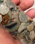 Lightning Ridge Rough Opal Parcel 400cts potch mixed knobby fossil seam (shown in jar) 20mm to chip size  0446