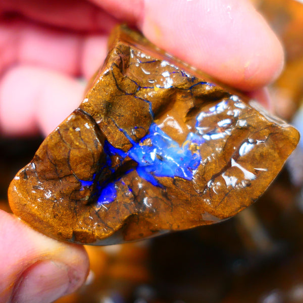 Queensland Boulder / Matrix opal 405cts Big rough Winton Very Bright Blue fires show plenty to go at here 50x43x30mm ALP001