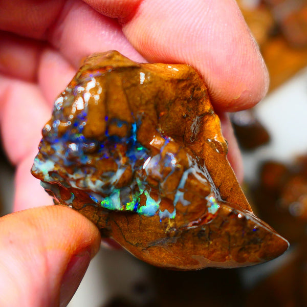 Queensland Boulder / Matrix opal 220cts rough Winton Bright Yellows Greens & Blue fires show plenty to go at here 47x28x28mm ALP003