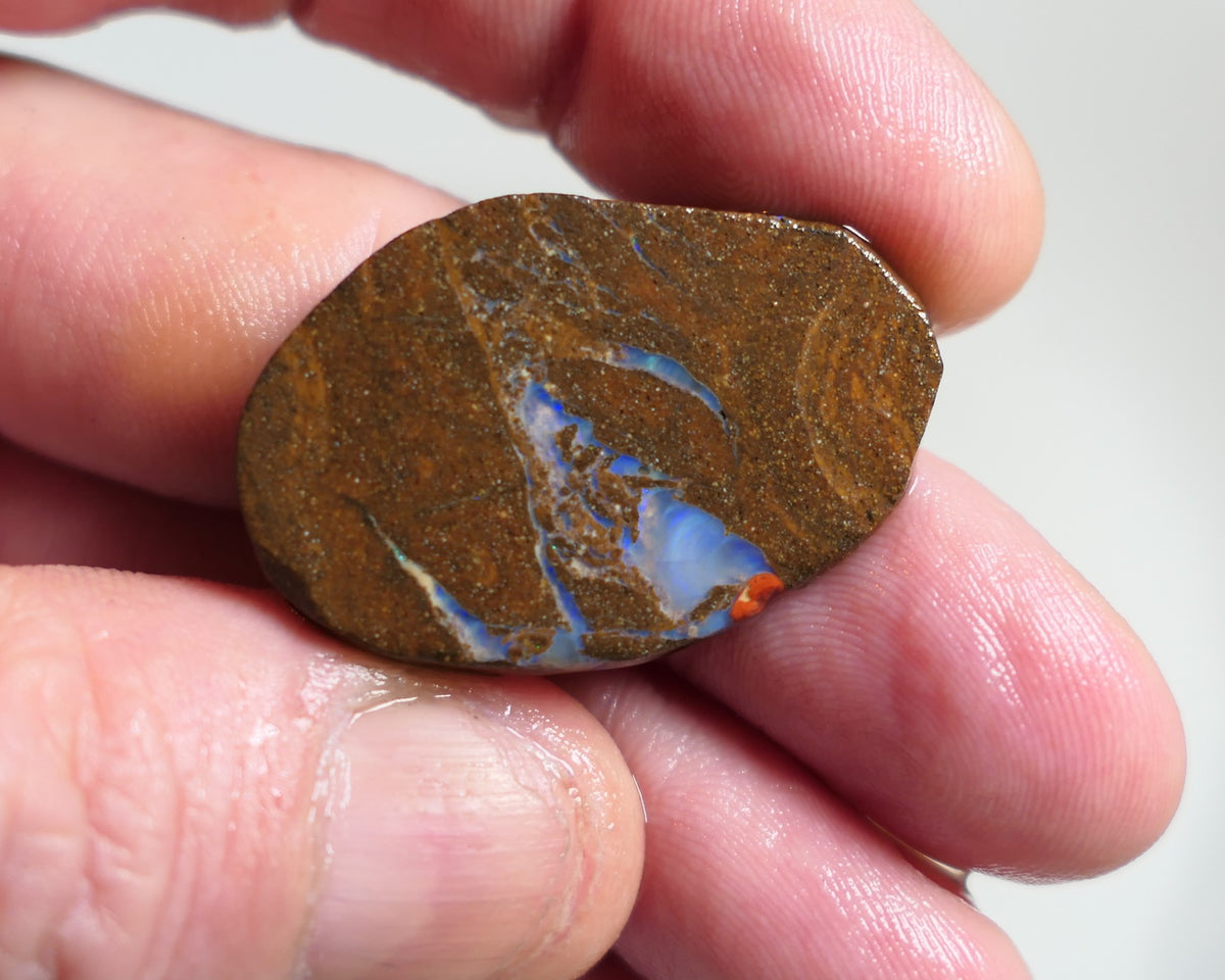 Australian Queensland Boulder/Matrix opal rough / slice single 42cts Koroit 35x20x6mm xmas6