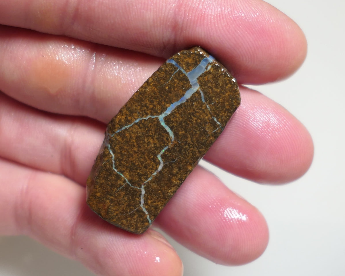 Australian Queensland Boulder/Matrix opal rough / slice single 55cts Koroit 35x20x5mm XMAS76