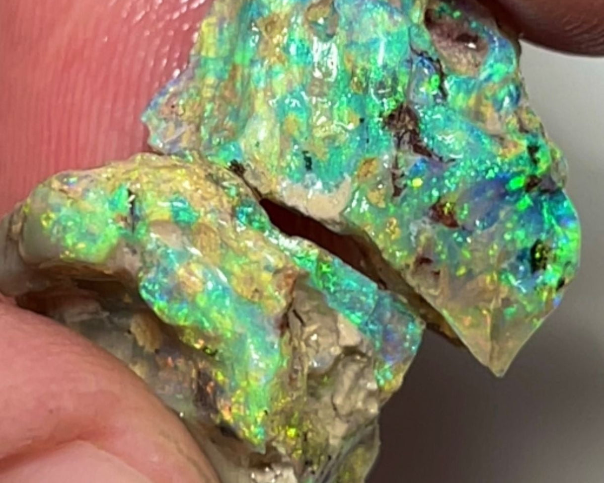 Opal Fever Mate Auction