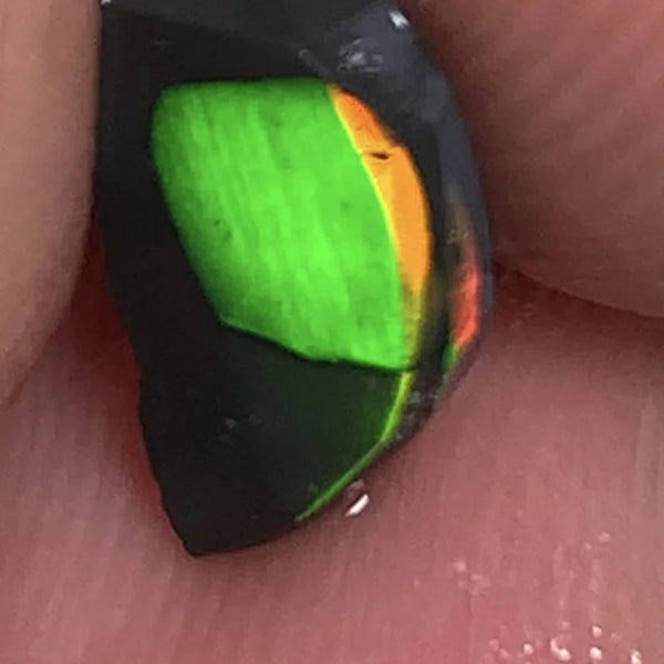 Lightning Ridge Rough / Rub Black Seam opal Miners Bench®  Baby Harlequin 1.45cts Exotic Super Bright Vibrant & Vivid Multifires 12x6x2mm WSY92