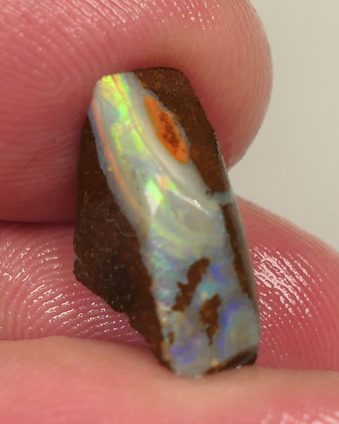 Queensland Boulder opal 7.5cts rough Gorgeous Winton Material Gorgeous Yellow dominant fires with flashes of oranges & blues 16x11x5mm 0439