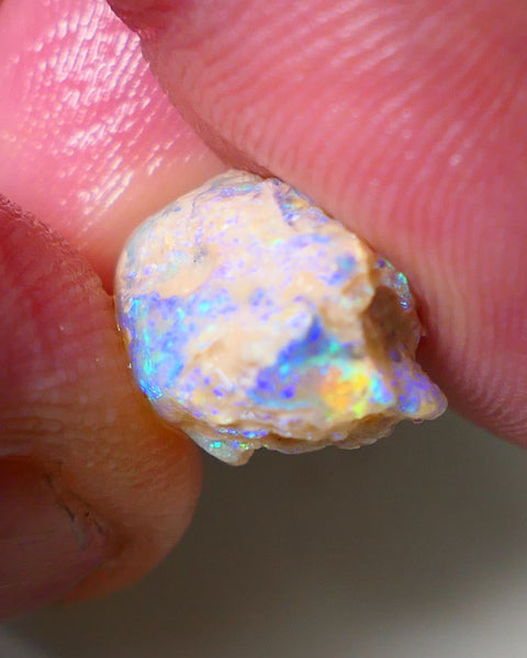 Lightning Ridge Rough Opal 7.5cts Crystal Pea Knobby showing nice  Bright Multicolours 15x10x9mm WAE16