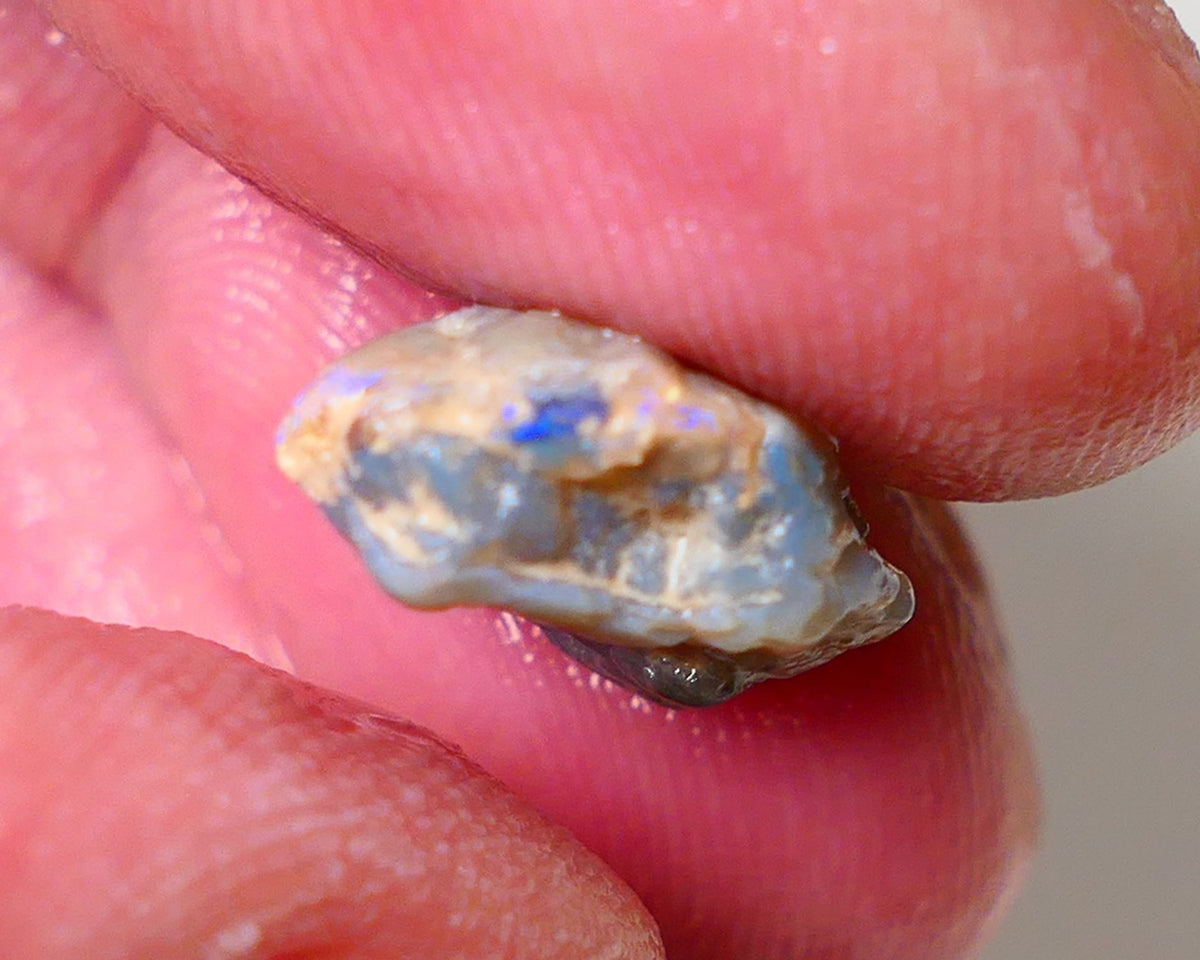 Lightning Ridge Rough Opal 62cts Dark Base Pea Knobby showing some Blue colours 15x12x6mm 0713