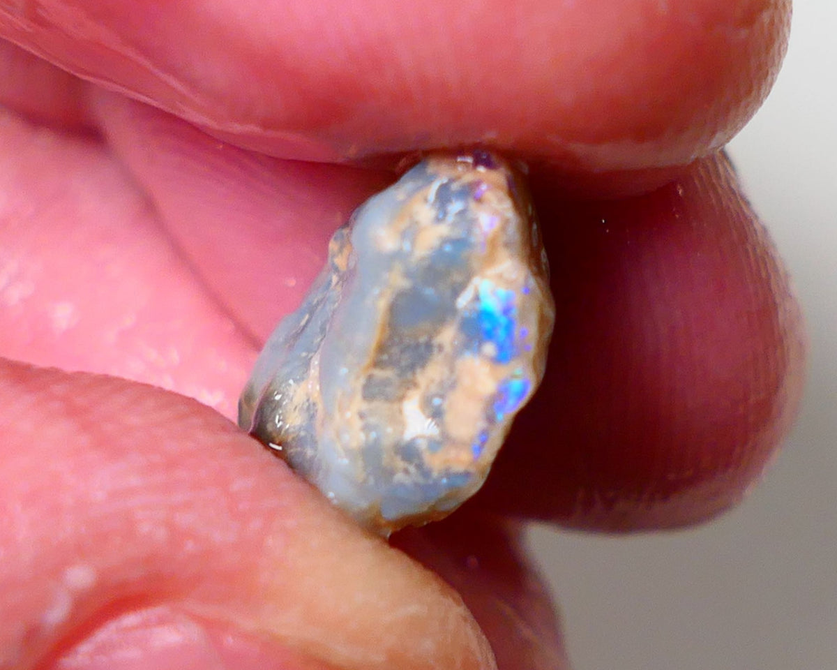 Lightning Ridge Rough Opal 62cts Dark Base Pea Knobby showing some Blue colours 15x12x6mm 0713