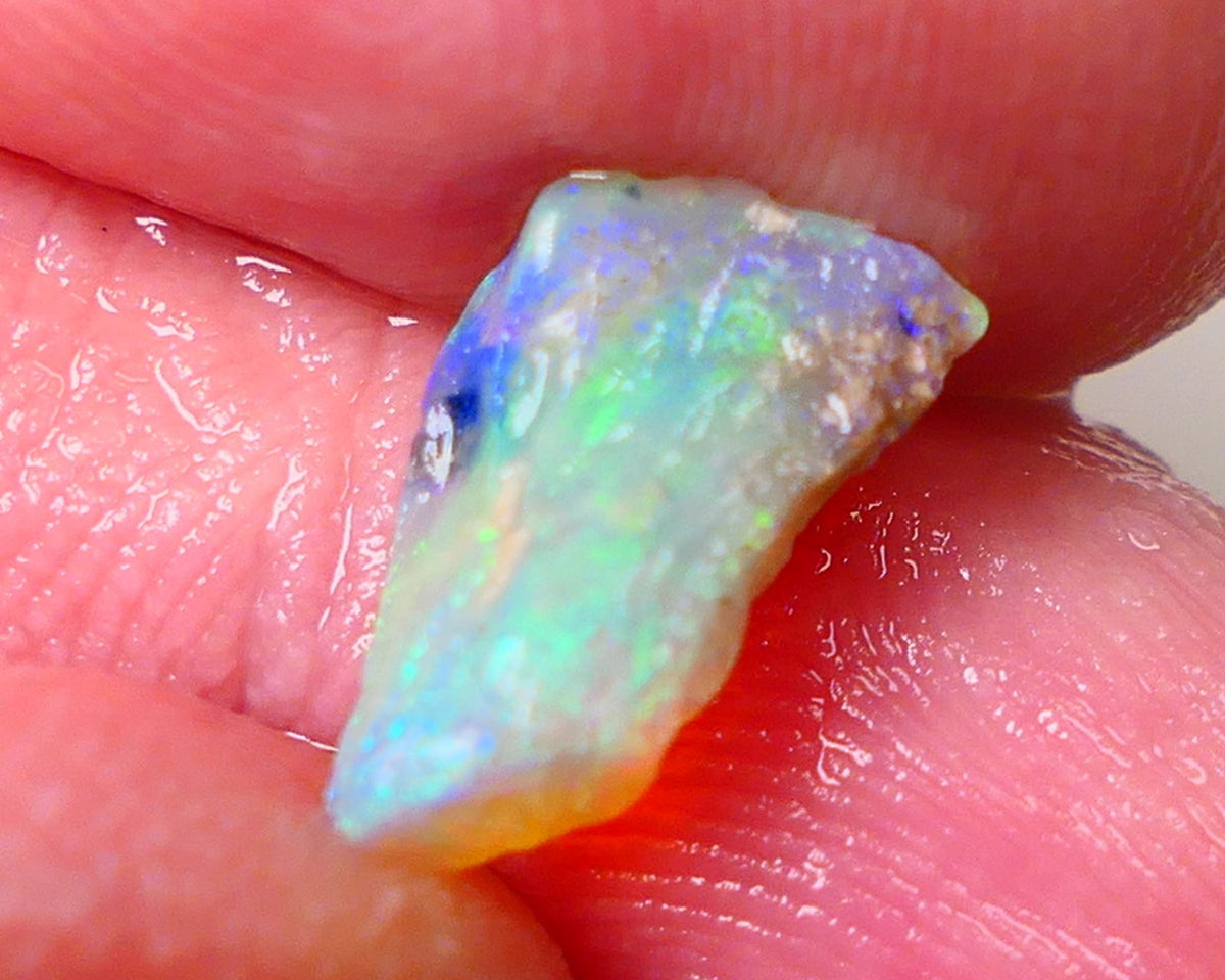 Lightning Ridge Opal Rough Tiny But truly Amazing Opalised Fossil 1.7cts Bright Exotic Multicolours 10x7x3mm 0664