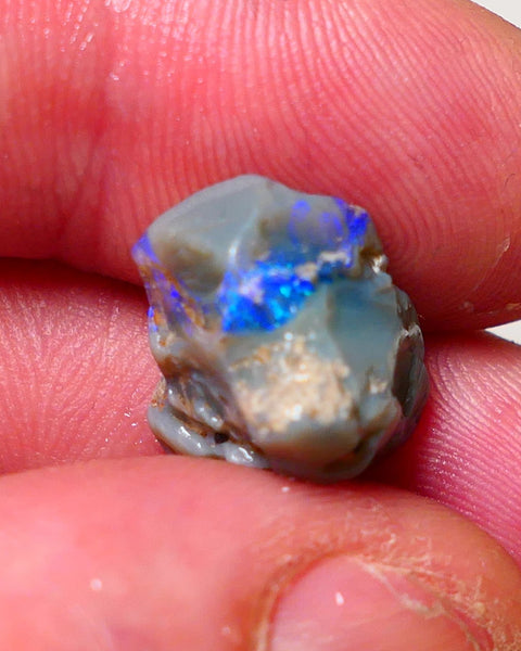 Lightning Ridge Rough Opal 9.5cts Dark Base Pea Knobby showing nice  Bright colours 15x13x12mm 0702