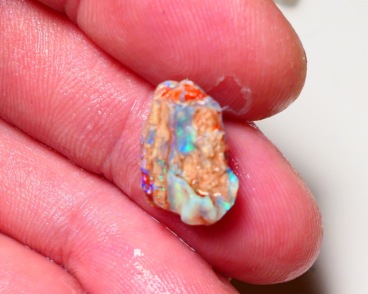 Lightning Ridge Opal Rough nice Opalised Wood Fossil 5cts Bright Multi Colours 15x12x6mm 0711