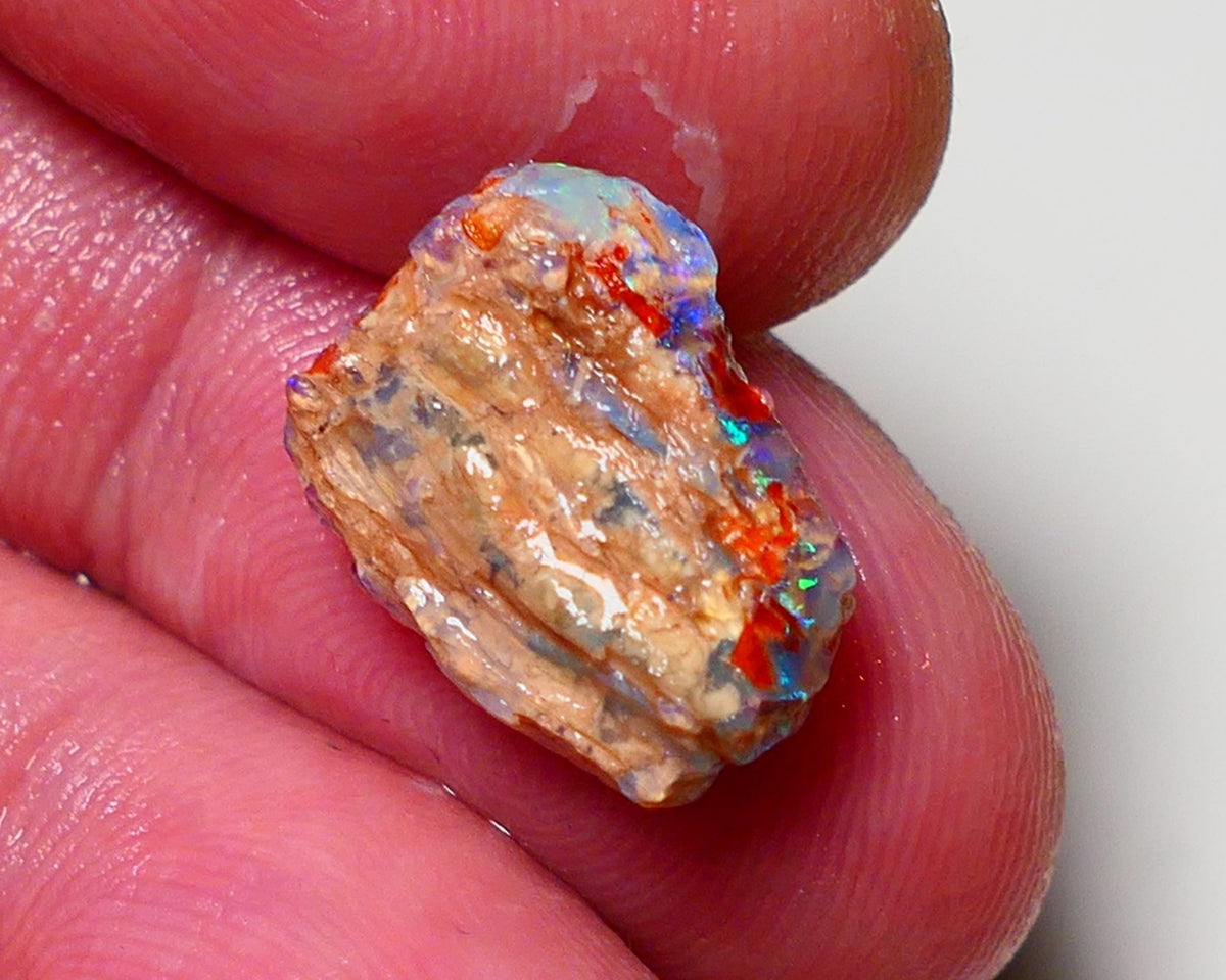 Lightning Ridge Opal Rough nice Opalised Wood Fossil 5cts Bright Multi Colours 15x12x6mm 0711