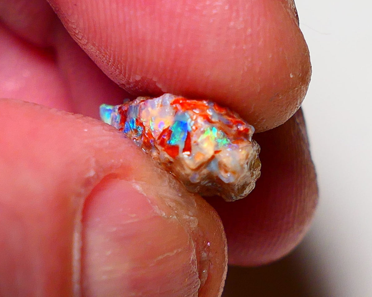 Lightning Ridge Opal Rough nice Opalised Wood Fossil 5cts Bright Multi Colours 15x12x6mm 0711