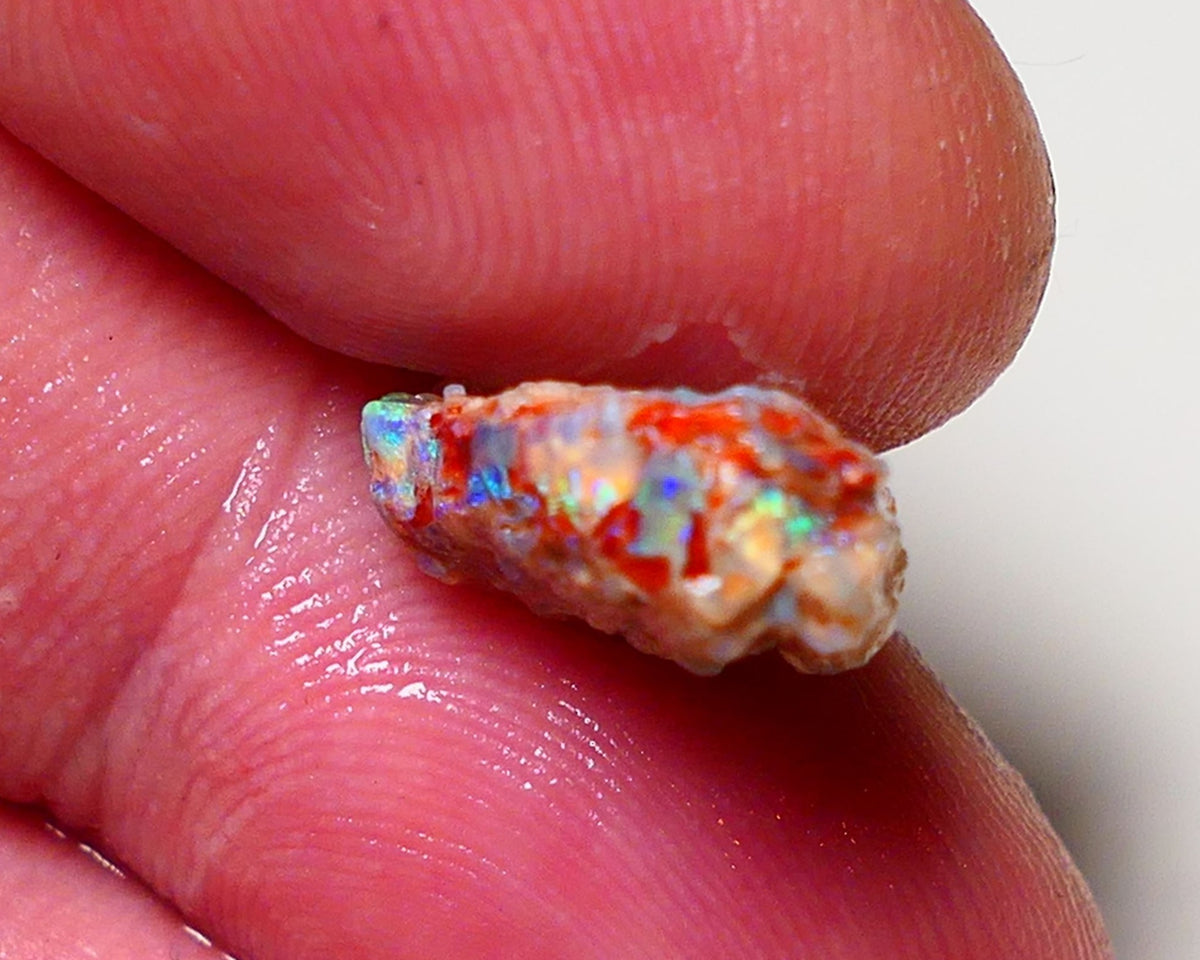 Lightning Ridge Opal Rough nice Opalised Wood Fossil 5cts Bright Multi Colours 15x12x6mm 0711