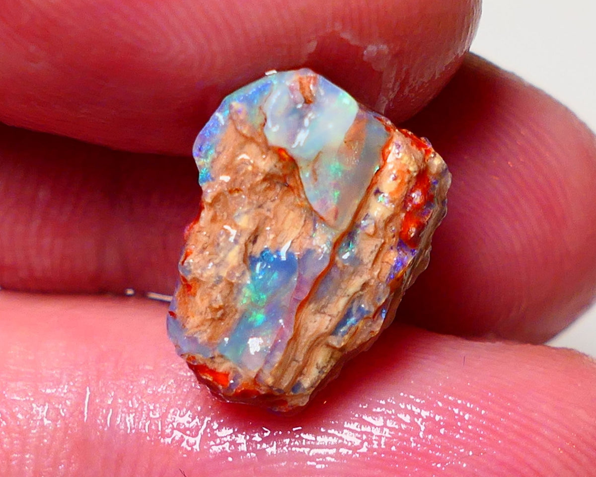 Lightning Ridge Opal Rough nice Opalised Wood Fossil 5cts Bright Multi Colours 15x12x6mm 0711