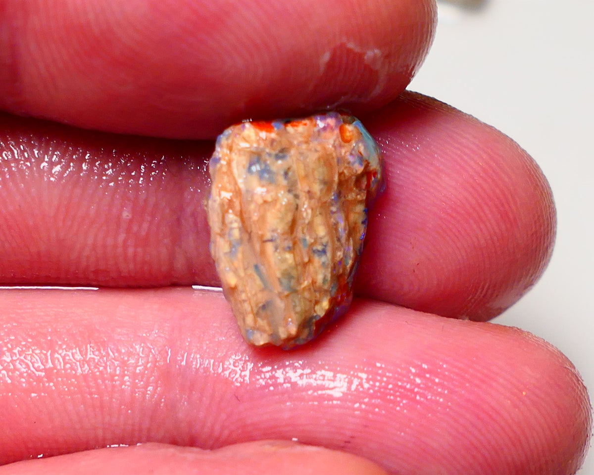 Lightning Ridge Opal Rough nice Opalised Wood Fossil 5cts Bright Multi Colours 15x12x6mm 0711