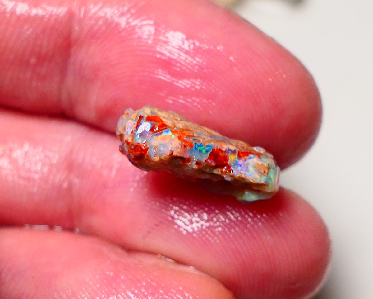 Lightning Ridge Opal Rough nice Opalised Wood Fossil 5cts Bright Multi Colours 15x12x6mm 0711