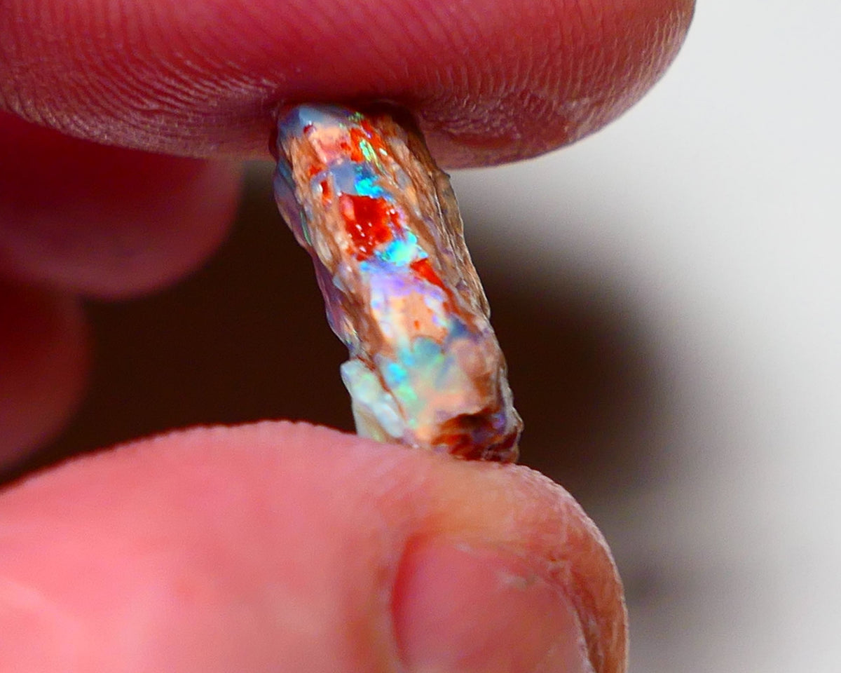 Lightning Ridge Opal Rough nice Opalised Wood Fossil 5cts Bright Multi Colours 15x12x6mm 0711