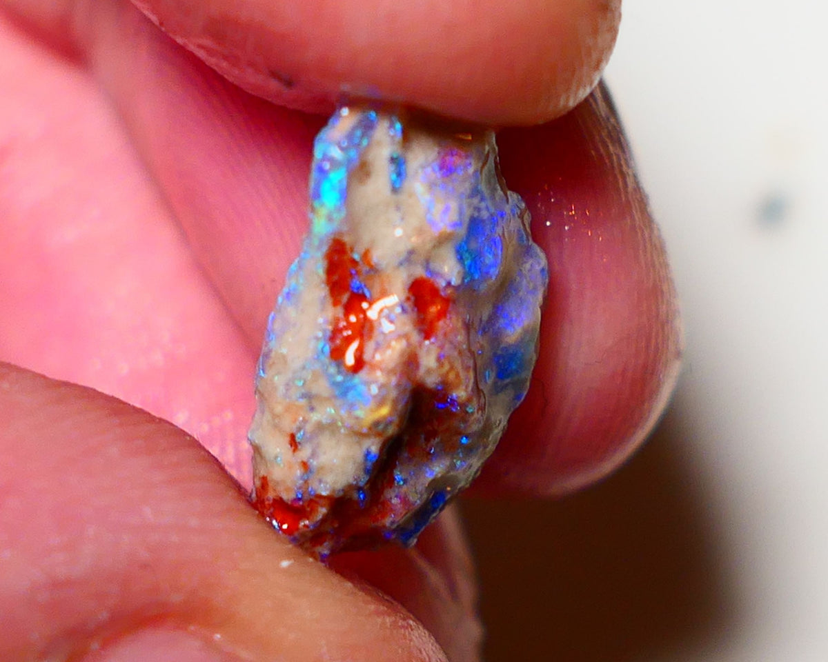 Lightning Ridge Rough Opal 5cts Dark Base Pea Knobby showing nice  Bright colours 16x10x6mm 0807