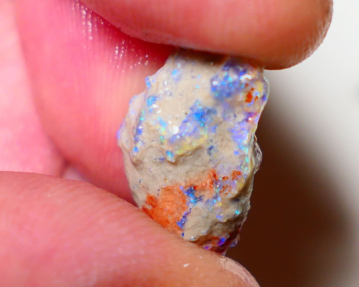 Lightning Ridge Rough Opal 5cts Dark Base Pea Knobby showing nice  Bright colours 16x10x6mm 0807