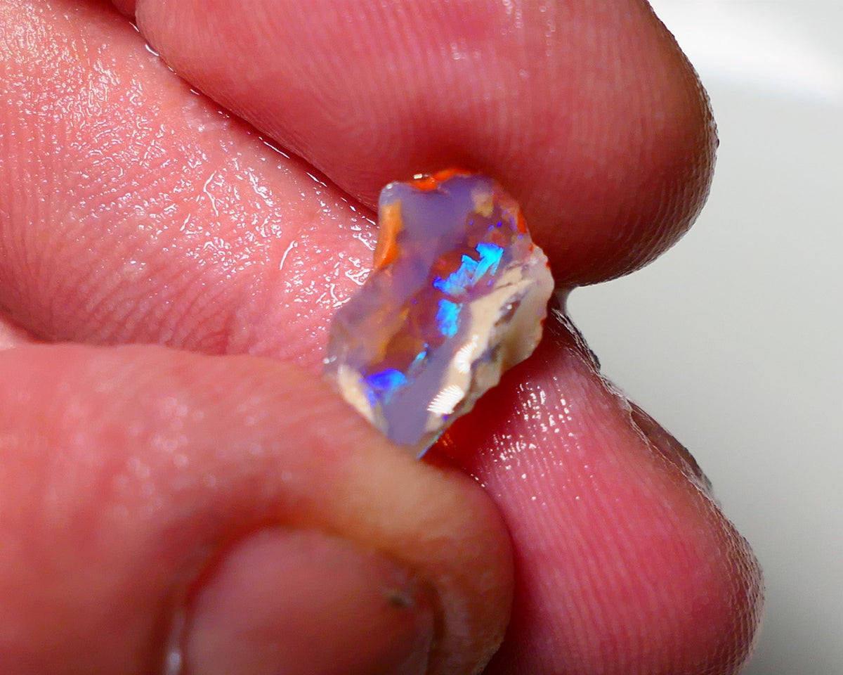 Lightning Ridge Opal pair small bits of Knobby Rough 4.25cts Stunning Bright Multi Colours 12x8x5mm & 13xx4mm 1312