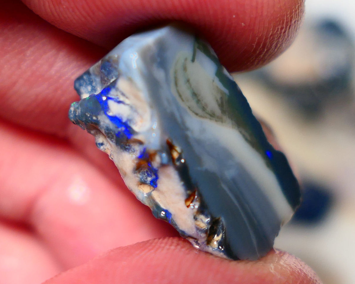 Lightning Ridge Rough Opal 13cts Black Seam Slice showing some bright blues colours 23x12x11mm A1525