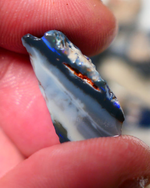 Lightning Ridge Rough Opal 13cts Black Seam Slice showing some bright blues colours 23x12x11mm A1525