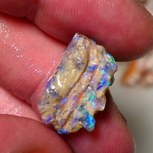 Lightning Ridge 26cts Very Bright pair of gorgeous Dark base Crystal Opalised fossil rough to cut/carve Vibrant Blue/purple/green 18x18x11mm & 2x12x9mm A1529