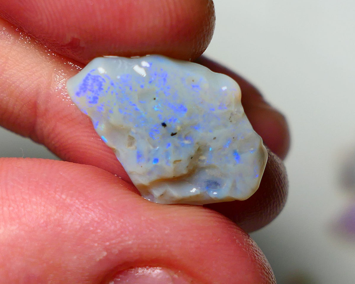 Lightning Ridge Rough Opal 8.25cts Dark Base Seam showing Nice bright blues colours 19X14X5MM a1541