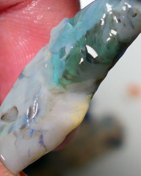 Mulga Rough Opal Gamble 17.75cts Dark Base Seam Blue / Green /orange fires to  cut and explore 32x14x5mm Auction NS078