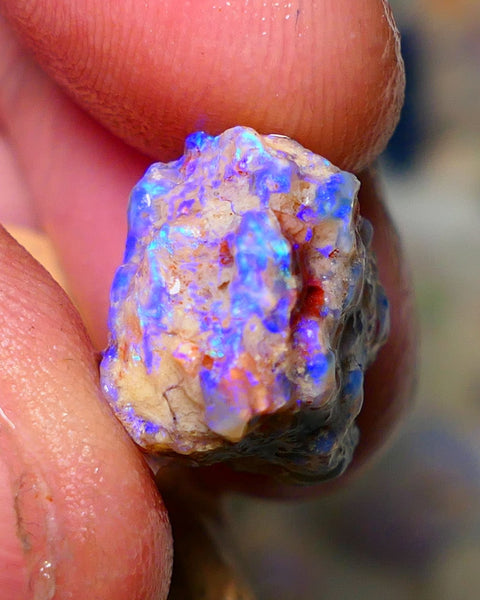 Lightning Ridge Rough Opal 10cts Dark Base Gamble Knobby formation Nice blue fires 16x13x10mm Auction NS073