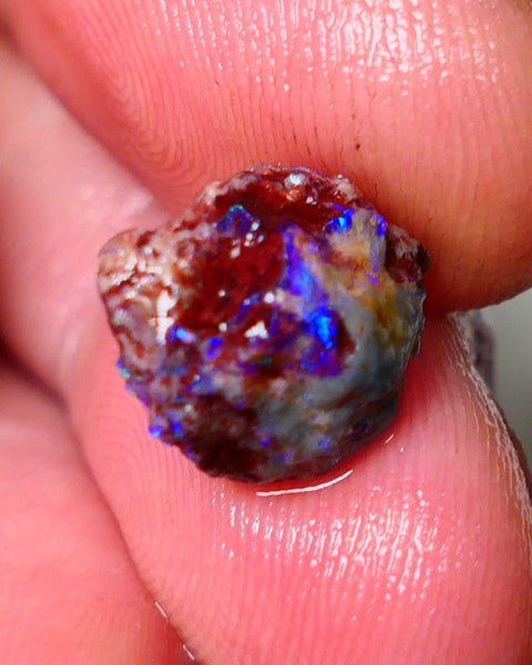 Lightning Ridge Rough Opal 3.50cts Dark Base Gamble Knobby formation Nice blue/Green fires 12x10x7mm Auction NS103