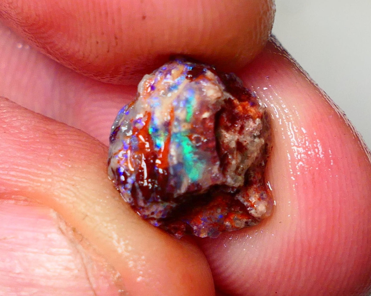 Lightning Ridge Rough Opal 3.50cts Dark Base Gamble Knobby formation Nice blue/Green fires 12x10x7mm Auction NS103