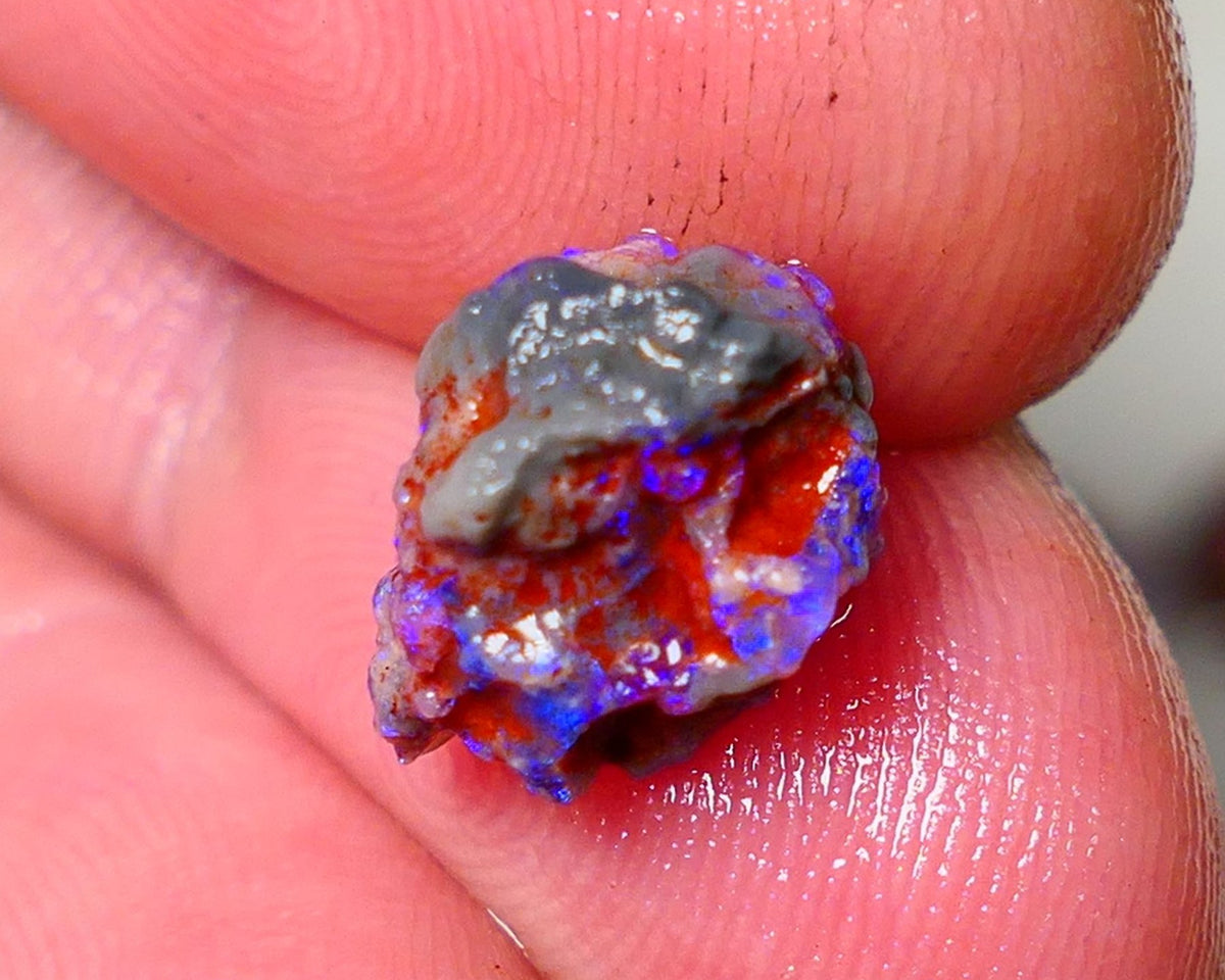 Lightning Ridge Rough Opal 3cts Dark Base Gamble Knobby formation Nice blue fires 11x9x8mm Auction NS101