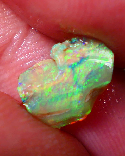 Opalised fossil Stunning Multi colour 1.30cts Rub rough Lightning Ridge 10x8x3mm NSW025