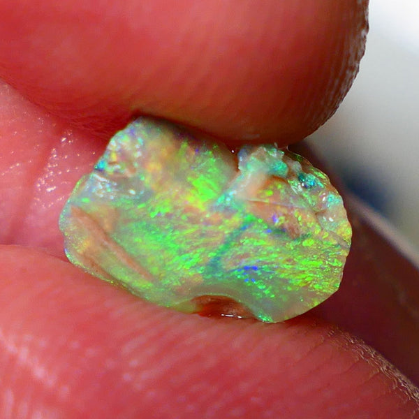 Opalised fossil Stunning Multi colour 1.30cts Rub rough Lightning Ridge 10x8x3mm NSW025