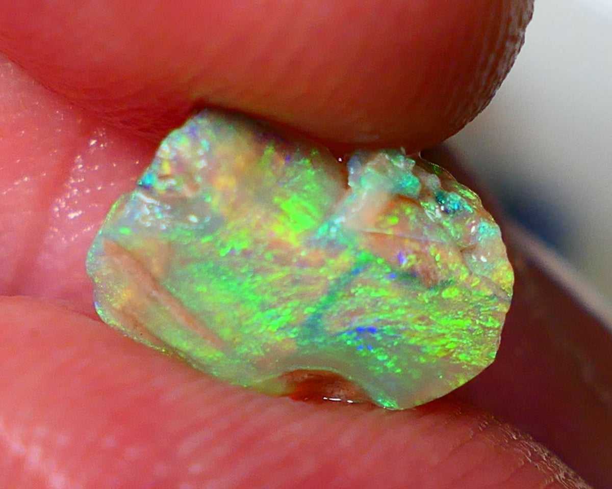 Opalised fossil Stunning Multi colour 1.30cts Rub rough Lightning Ridge 10x8x3mm NSW025