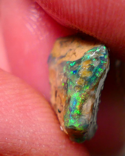 Lightning Ridge Rough / Rub Fossil opal Miners Bench® 4.00cts Exotic Bright Green/Yellow/Blue Fires 12x11x5mm NS148