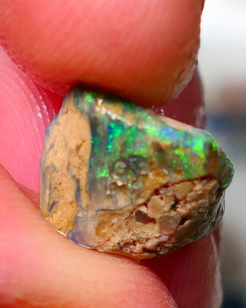 Lightning Ridge Rough / Rub Fossil opal Miners Bench® 4.00cts Exotic Bright Green/Yellow/Blue Fires 12x11x5mm NS148