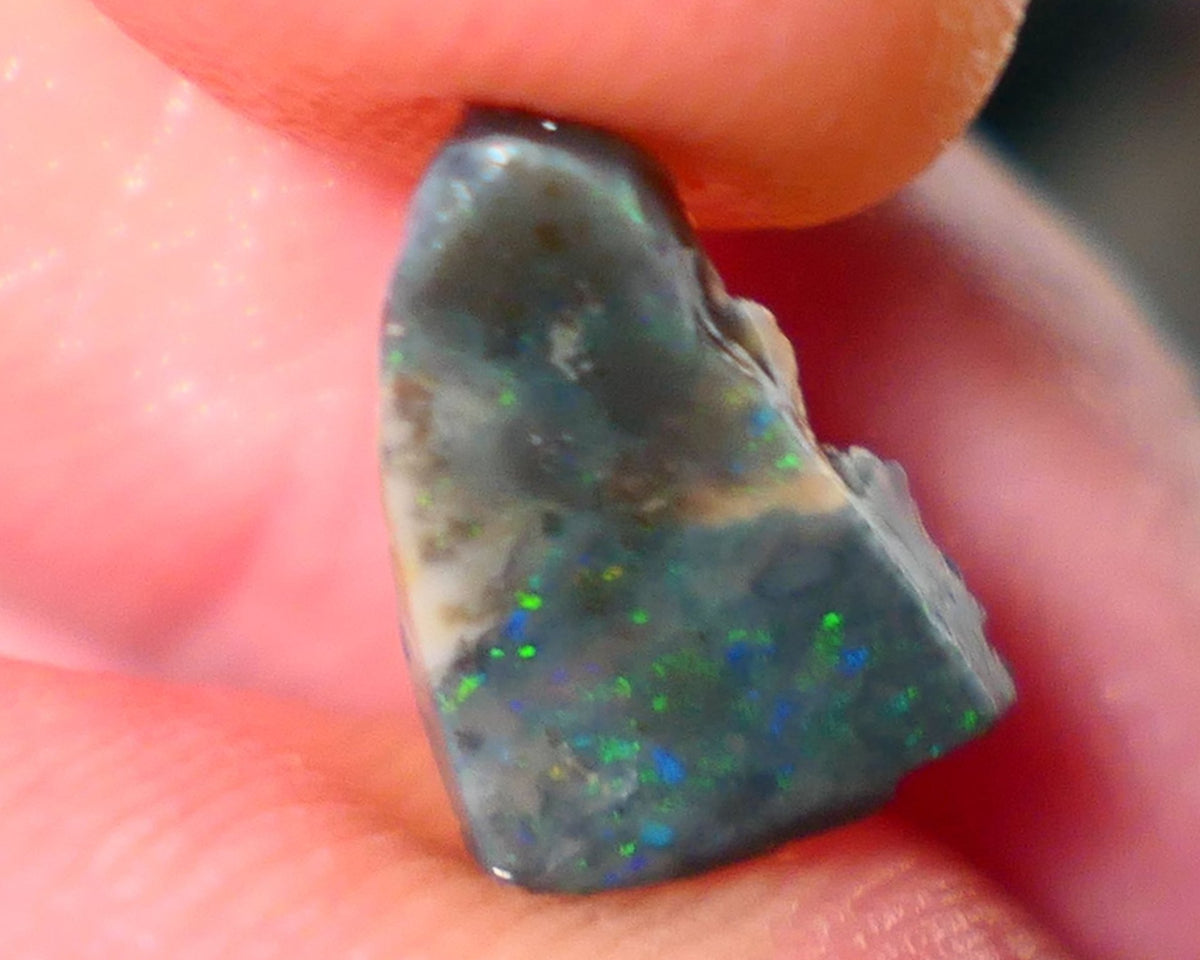 Lightning Ridge Rough / Rub Seam opal Miners Bench® 1.60cts Multicolour Flashes of Confetti  12x8x2mm AUCTION NS166