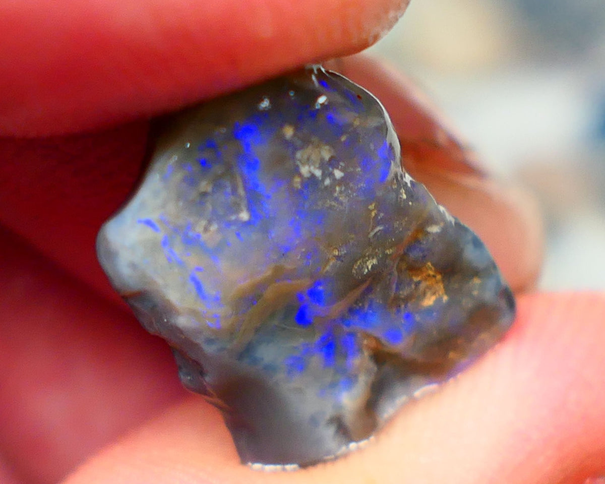 Lightning Ridge Rough Dark Opalised wood fossil  8cts Gorgeous blues showing 17x12x6mm RL001