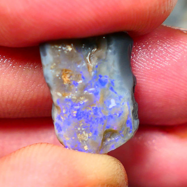 Lightning Ridge Rough Dark Opalised wood fossil  8cts Gorgeous blues showing 17x12x6mm RL001