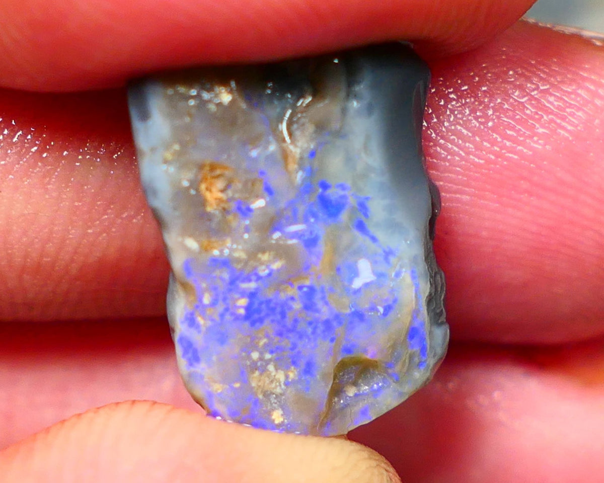 Lightning Ridge Rough Dark Opalised wood fossil  8cts Gorgeous blues showing 17x12x6mm RL001