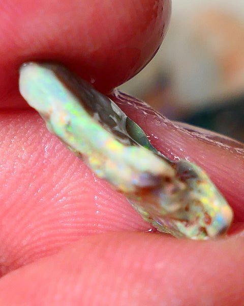 Lightning Ridge Gamble opal rough showing nice bright colours  3.50cts 18x11x4mm ALP111