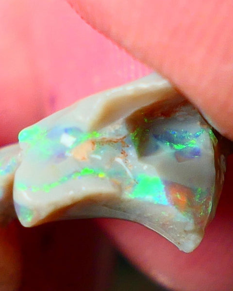 Lightning Ridge Gamble opal rough showing nice bright colours details to come cts ALP1xx