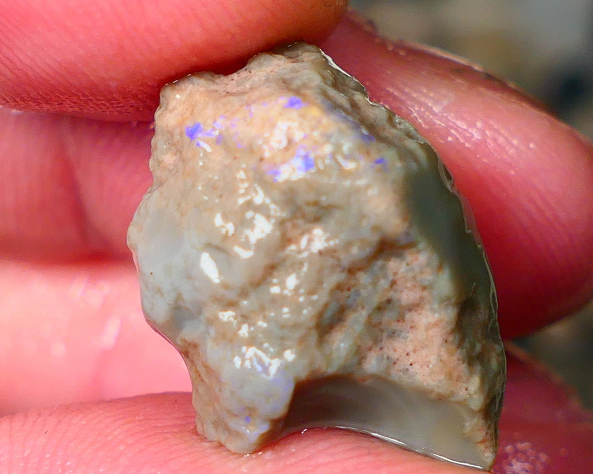 Lightning Ridge Rough knobby opal 17.00cts Dark base showing blue fires through the skin sold as gamble 21x15x10mm Auction61