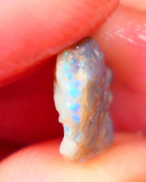 Lightning Ridge Small Knobby Rough Opal 2.50cts Showing Blue fires to gamble 13x10x3mm Auction59