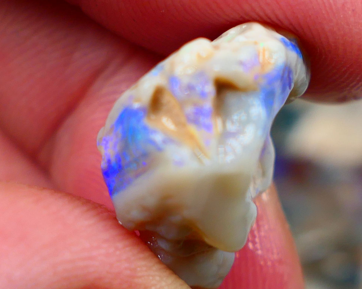 Lightning Ridge Rough Opal 14.00cts Bright Blues showing on Grey base Sold as gamble 20x16x11mm Auction169