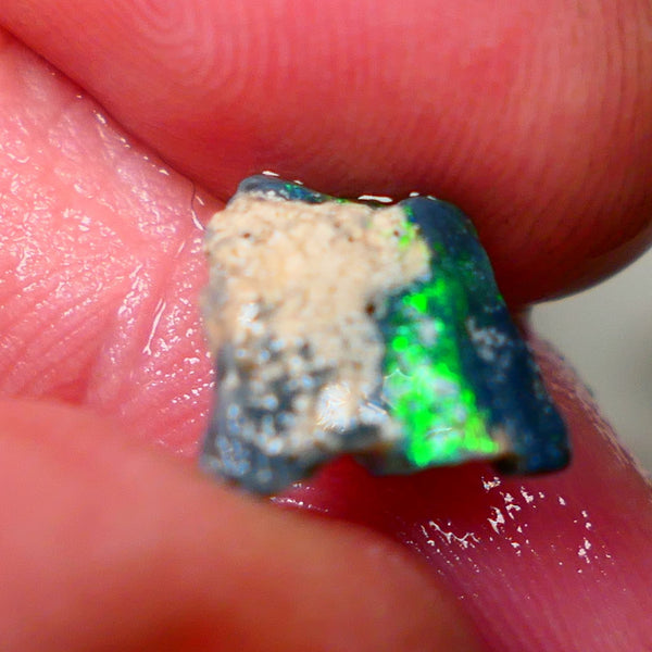 Lightning Ridge Black opal Fossil Rough 2.00cts Stunning Gorgeous Bright Green Dominant Multifires 11x10x4mm GMB-033