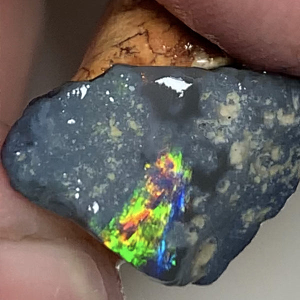 Australian Rough Opal 25cts N4 Black Seams single sat on host rock Bright reds & rainbow of fires showing in the exposed bar lots Potential  21x17x14mm WSN44